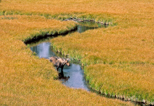 Moose in a Meadow